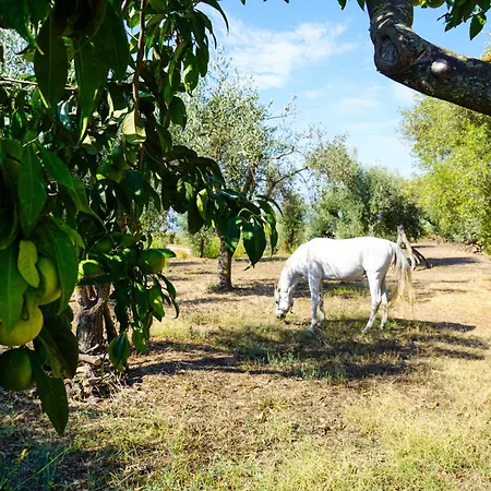 Olimpo Apartamento Capo Vaticano